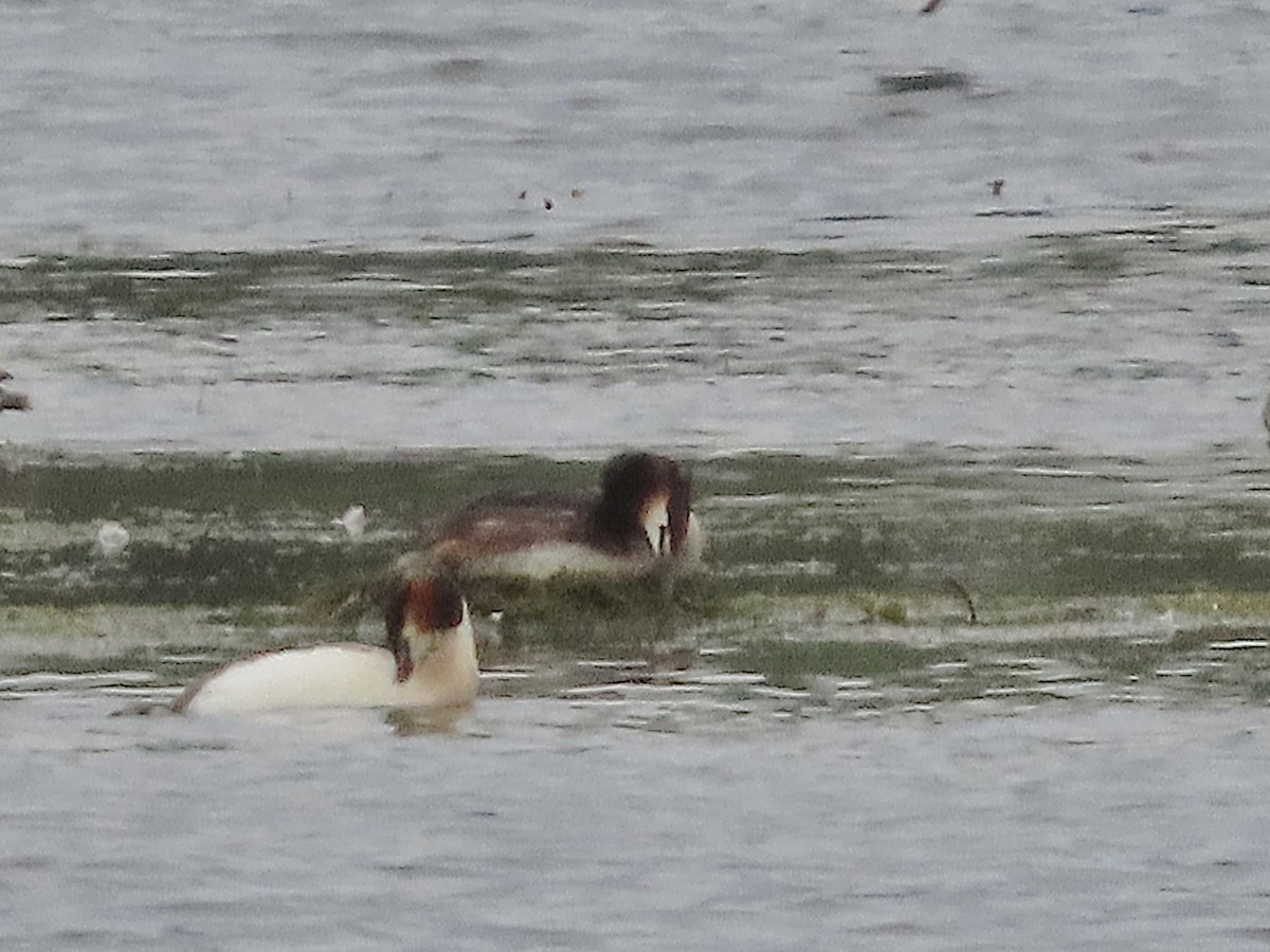 Great Crested Grebe - ML620675498