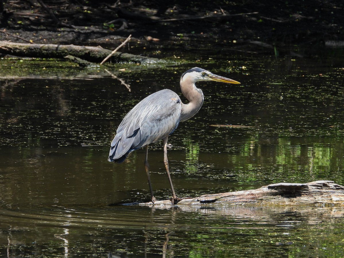 Great Blue Heron - ML620675500