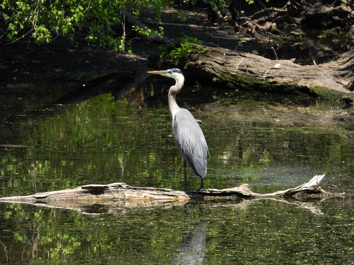 Great Blue Heron - ML620675501