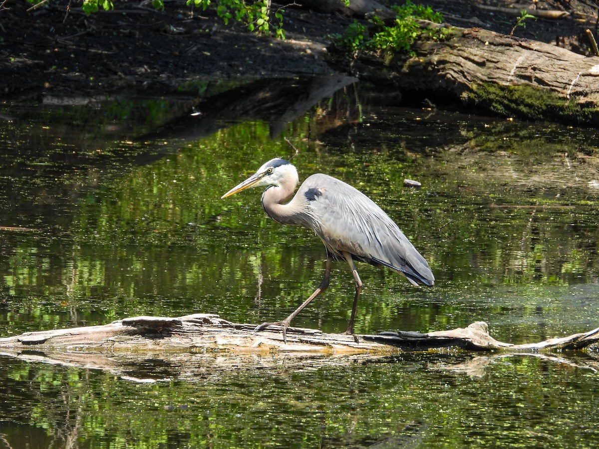 Great Blue Heron - ML620675502