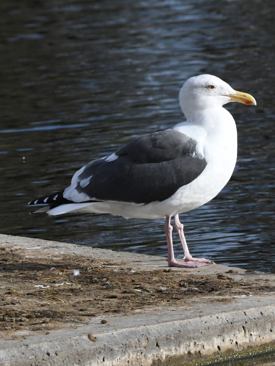 Goéland d'Audubon - ML620675504