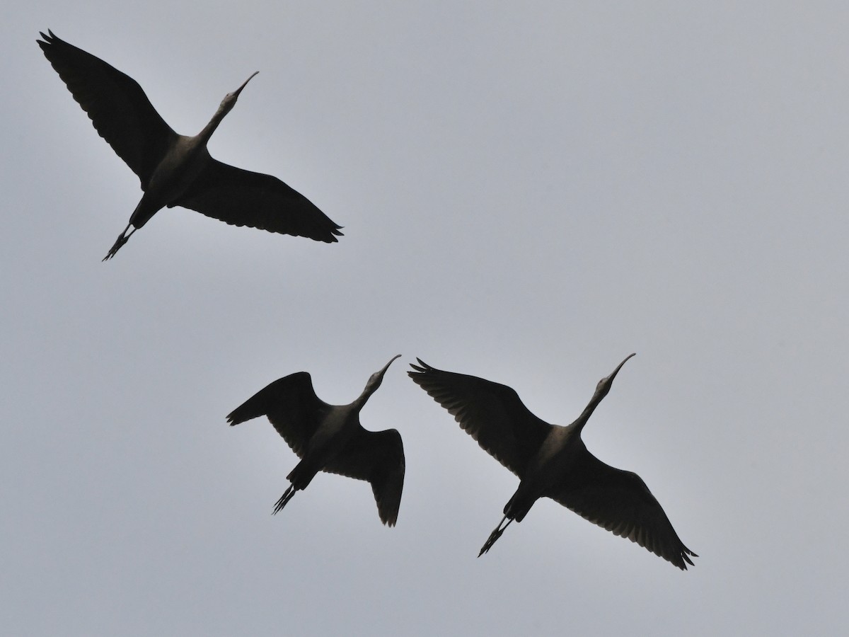 White-faced Ibis - ML620675505