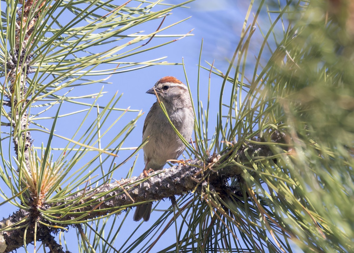 Chipping Sparrow - Verlee Sanburg