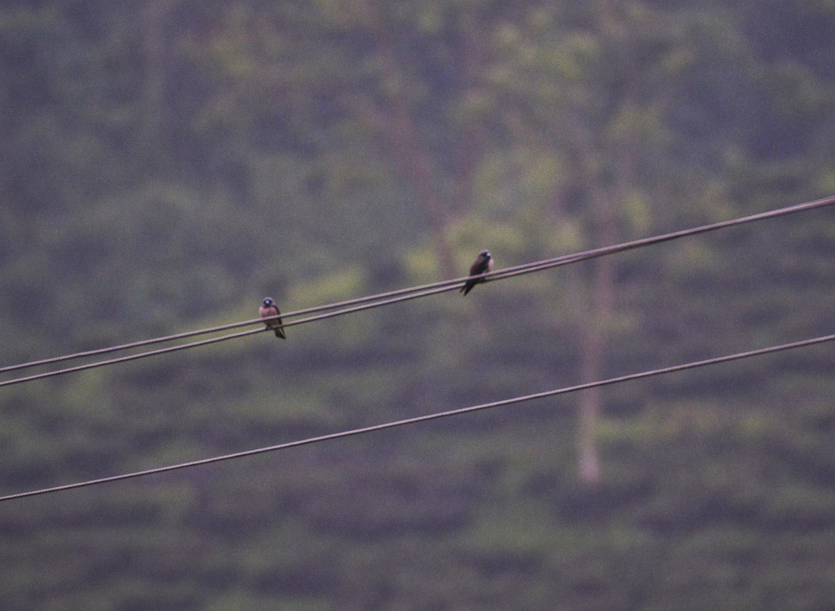 Ashy Woodswallow - ML620675507