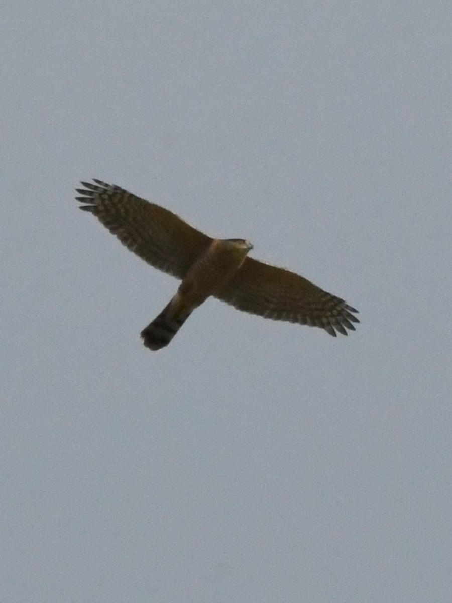 Cooper's Hawk - ML620675508