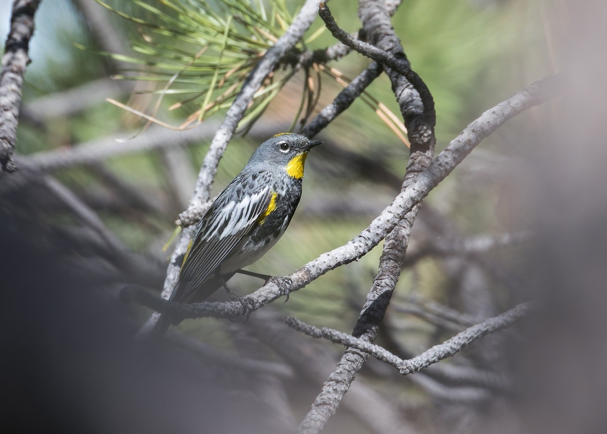 Yellow-rumped Warbler - ML620675509