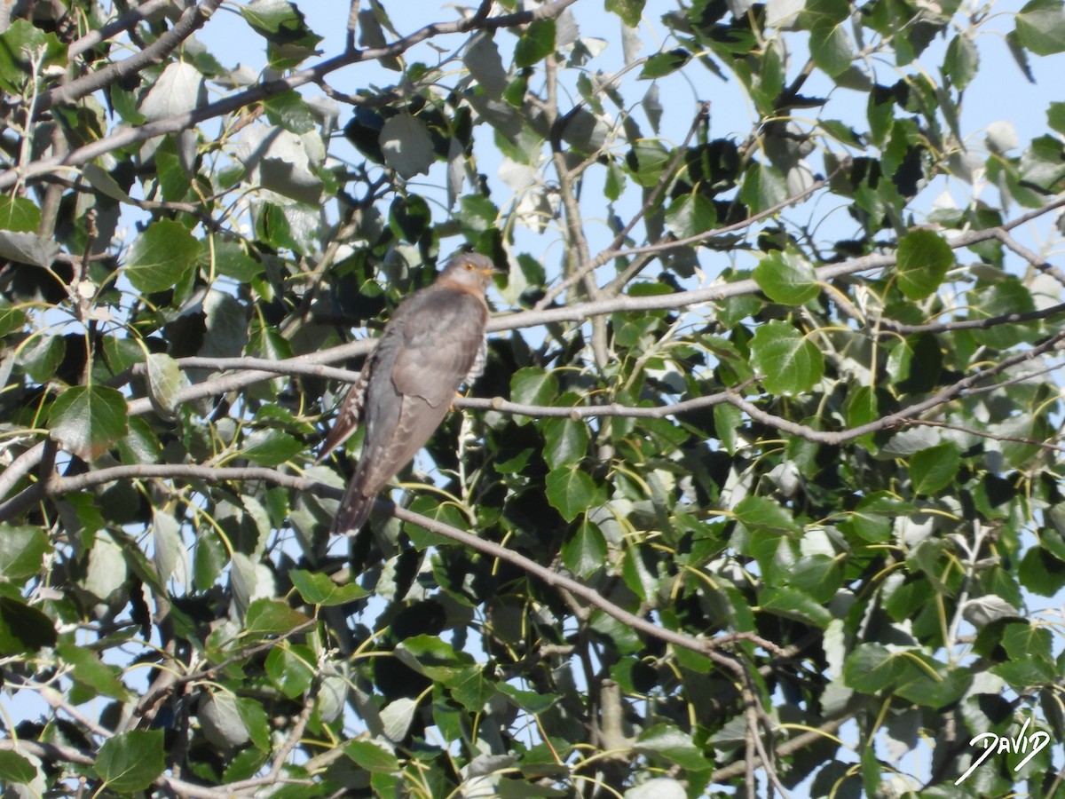 Common Cuckoo - ML620675512