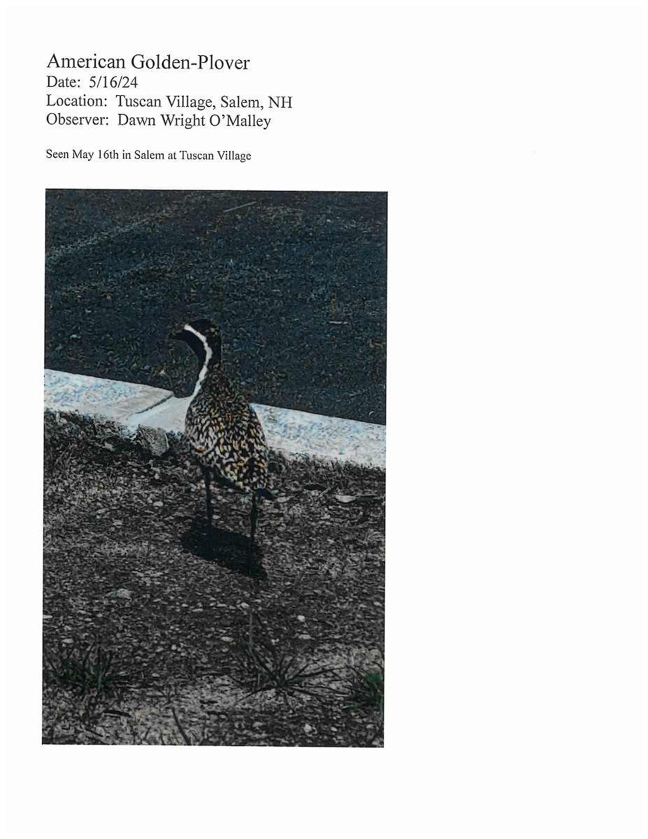 American Golden-Plover - ML620675515