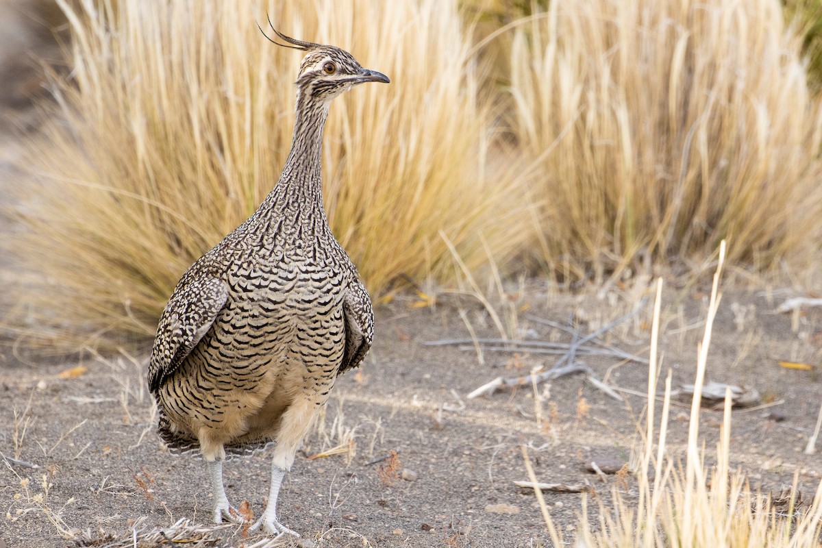 Elegant Crested-Tinamou - ML620675516