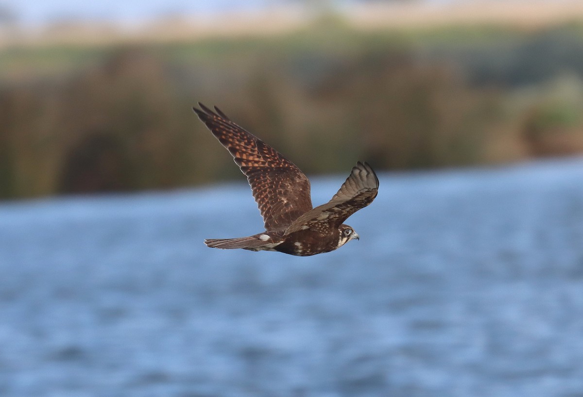 Brown Falcon - ML620675517