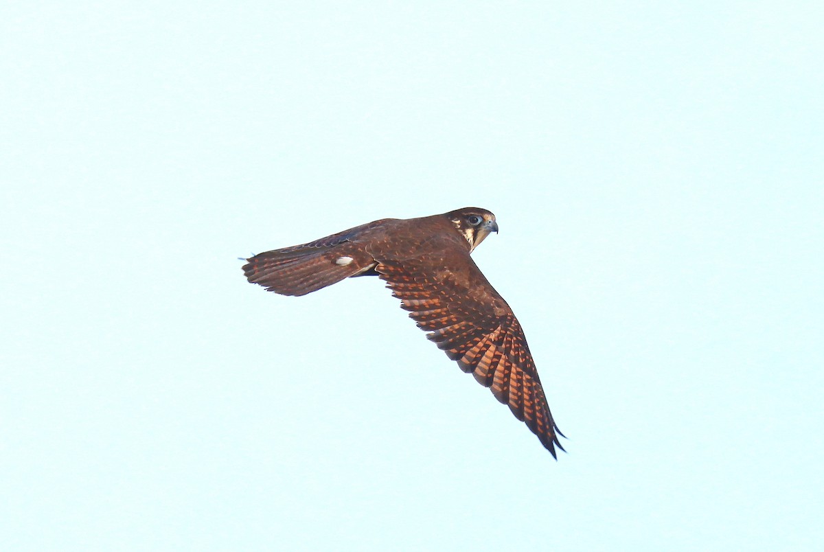 Brown Falcon - ML620675518