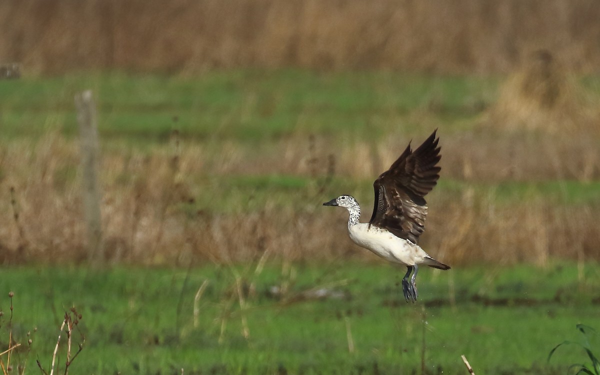 Knob-billed Duck - ML620675519