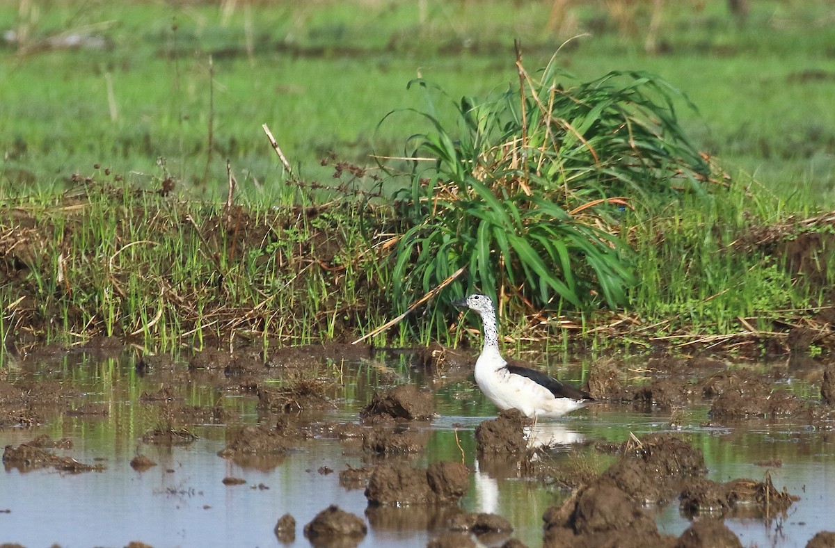 Knob-billed Duck - ML620675520