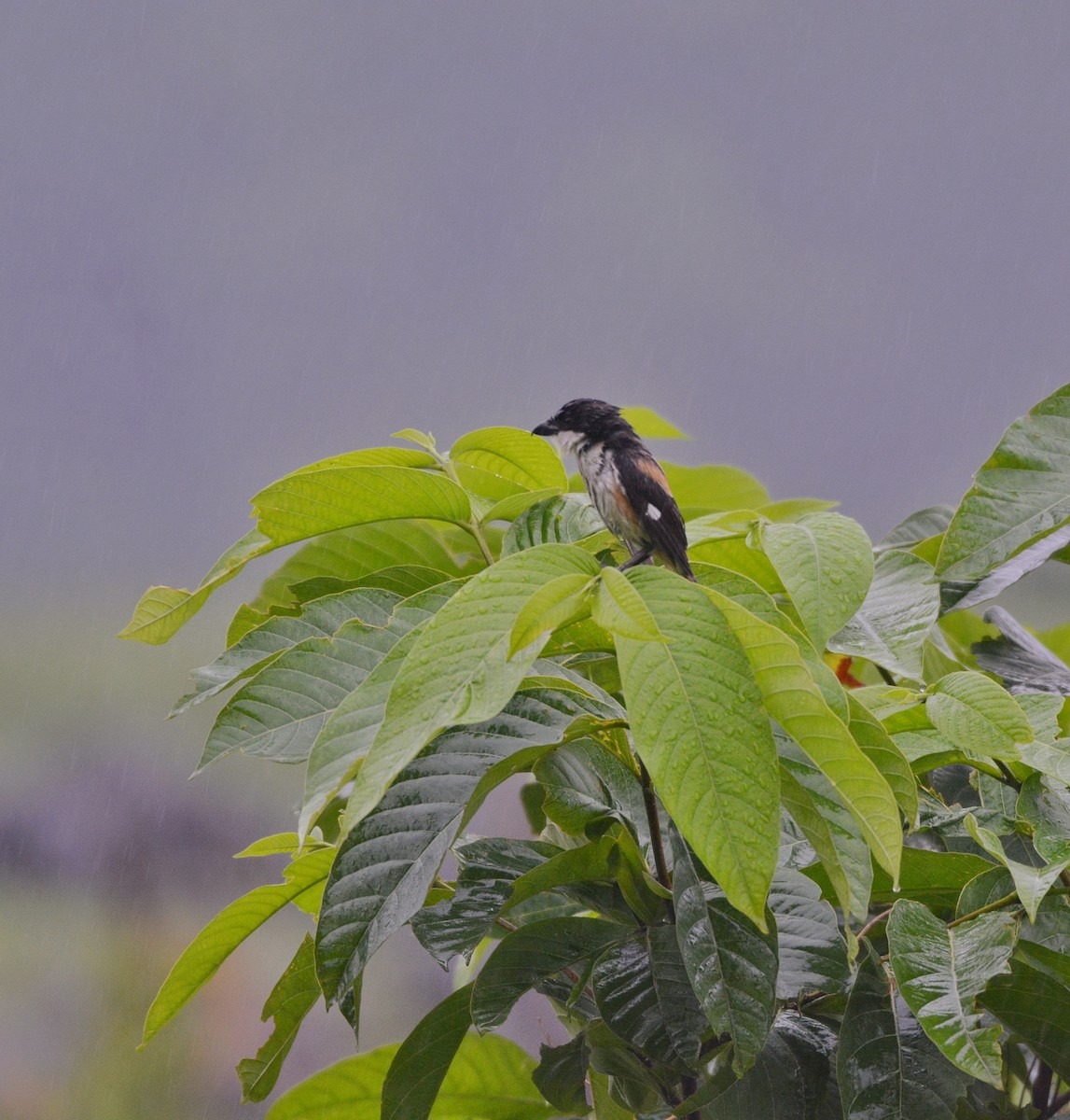 Long-tailed Shrike (tricolor/longicaudatus) - ML620675521