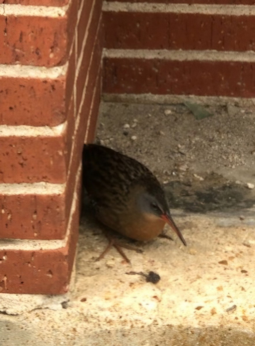 Virginia Rail - ML620675523