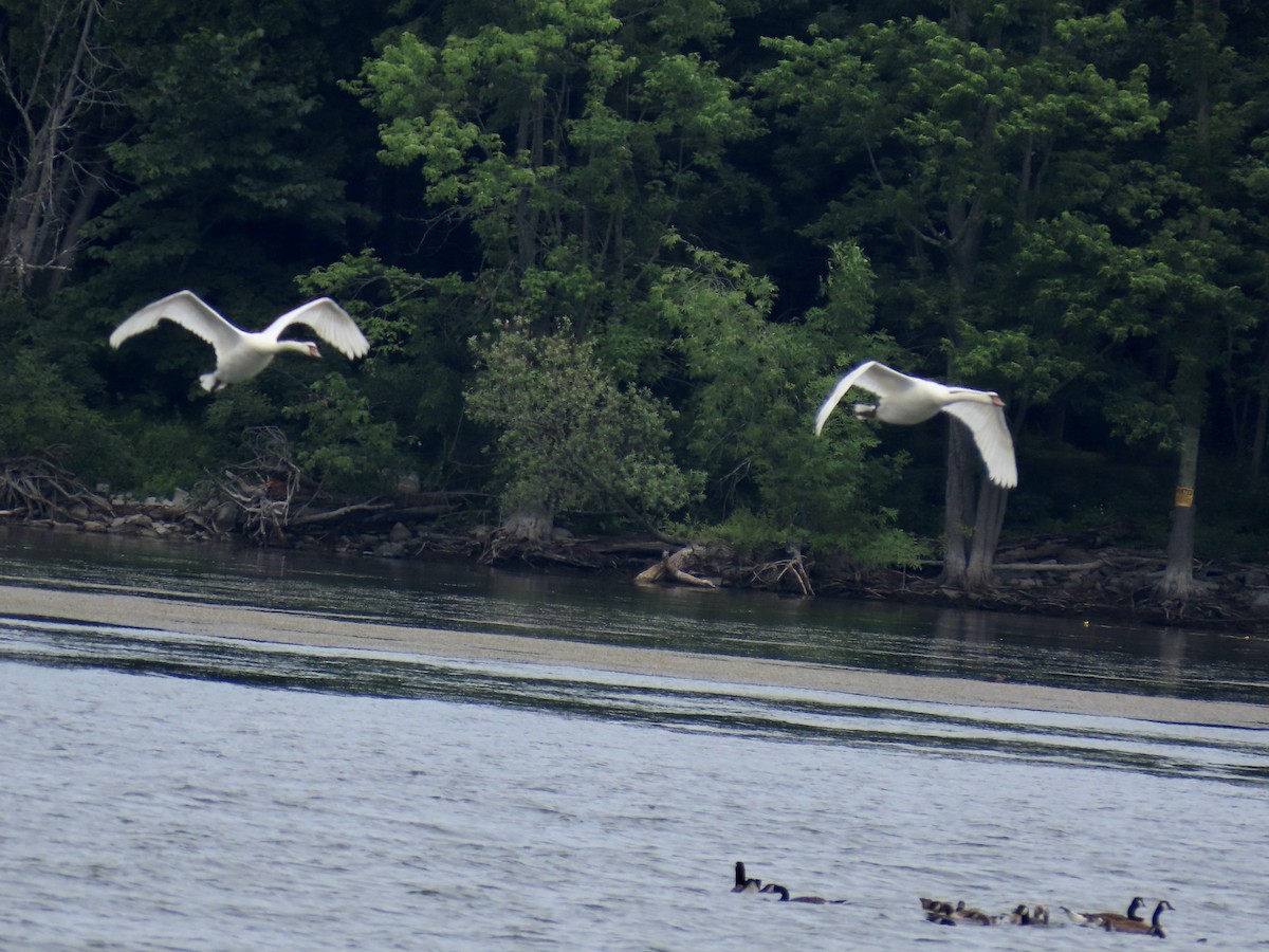 Mute Swan - ML620675533