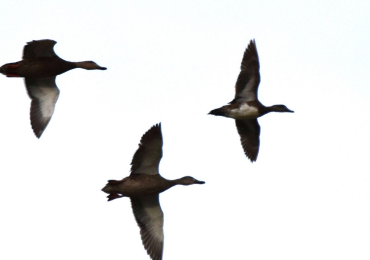 American Wigeon - ML620675535