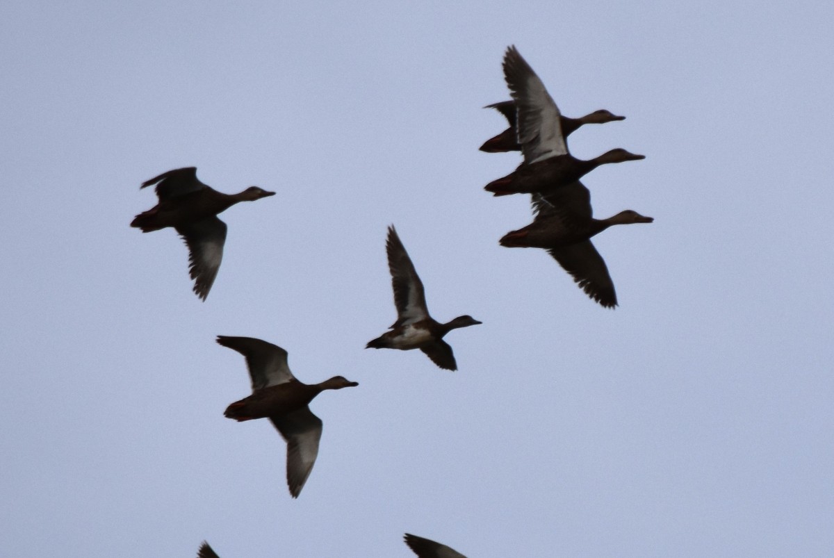 American Wigeon - ML620675536