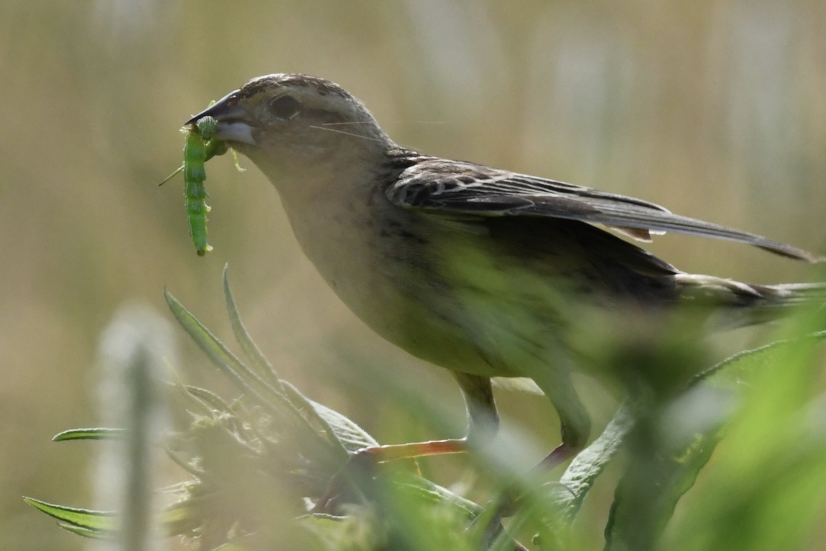 Bobolink - Stephen Broker