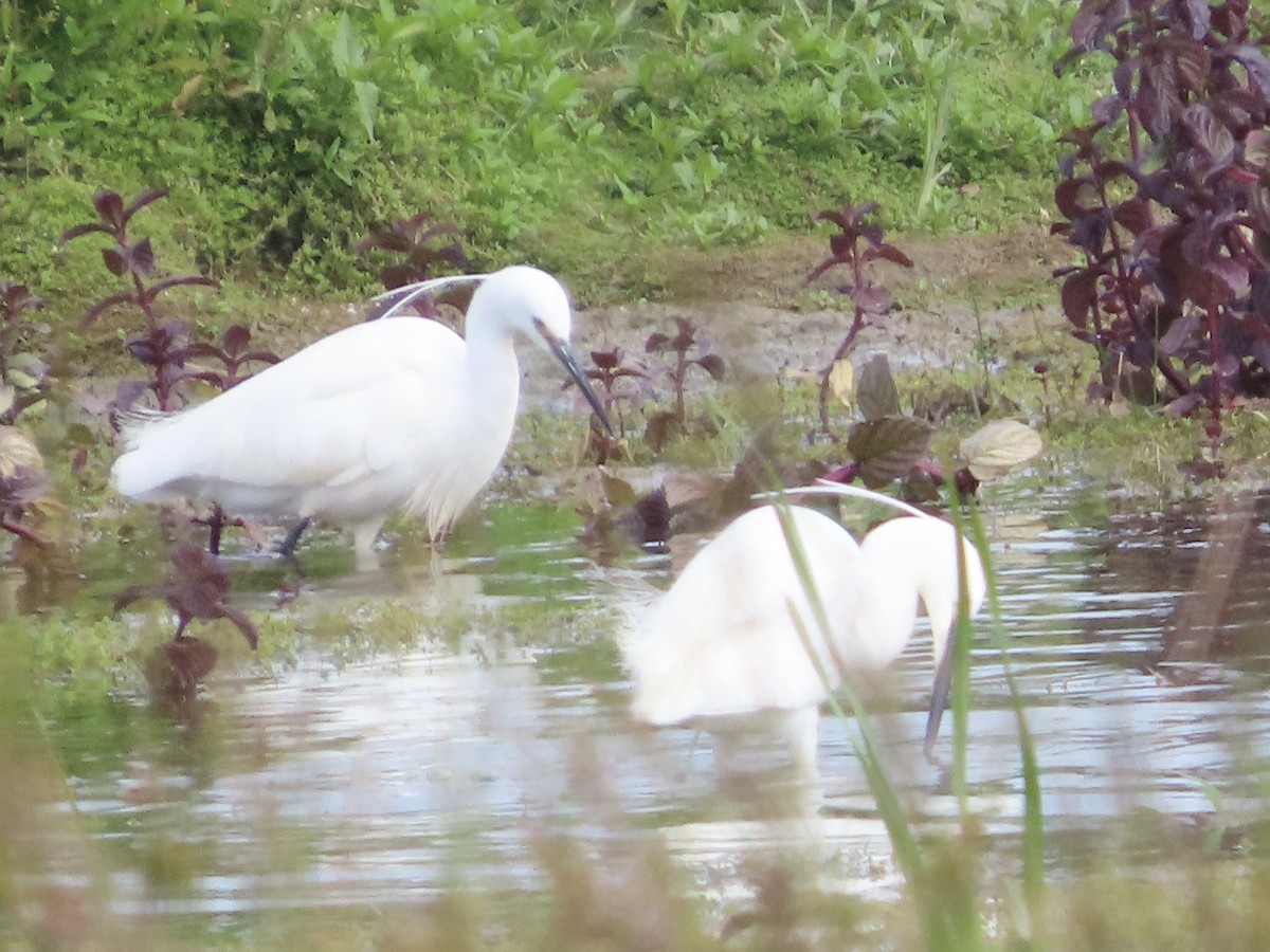 Little Egret - ML620675541