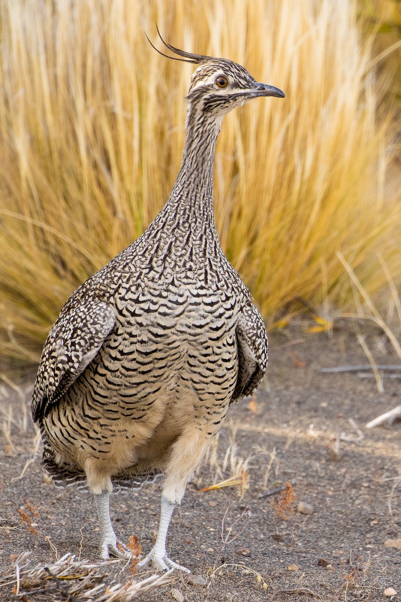 Elegant Crested-Tinamou - ML620675542