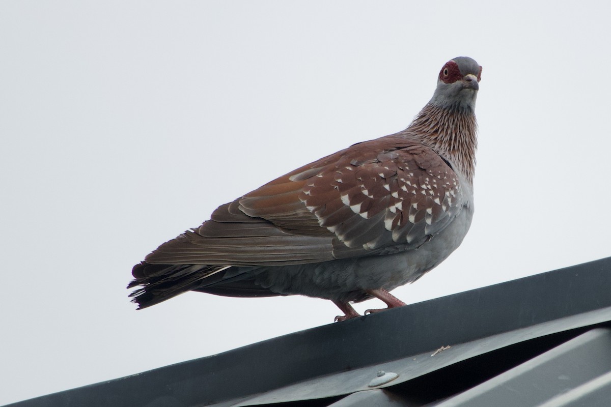 Speckled Pigeon - ML620675544