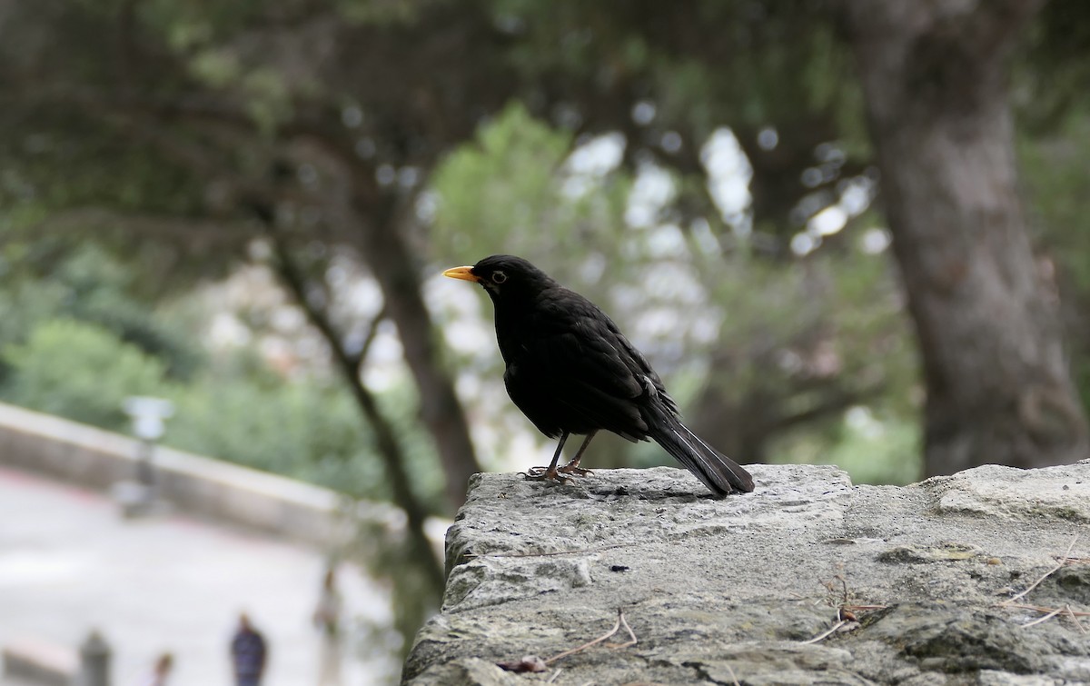 Eurasian Blackbird - ML620675545