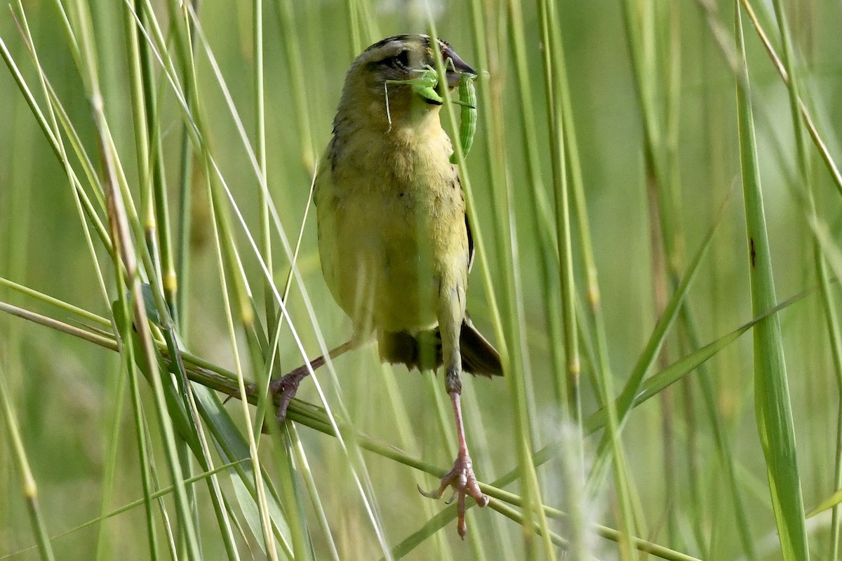 Bobolink - Stephen Broker