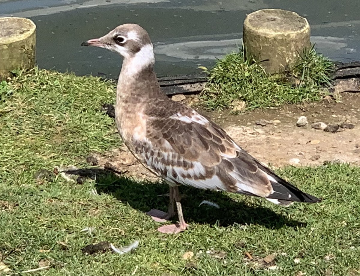 Black-headed Gull - ML620675551