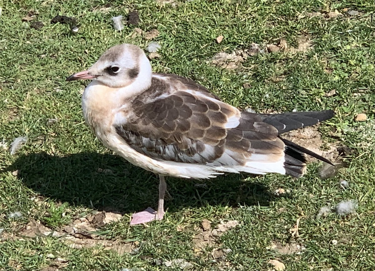 Black-headed Gull - ML620675552