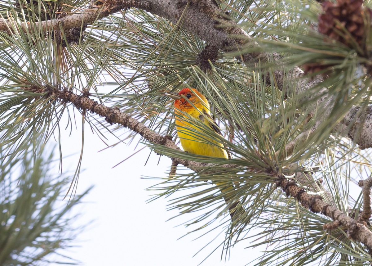 Western Tanager - ML620675553