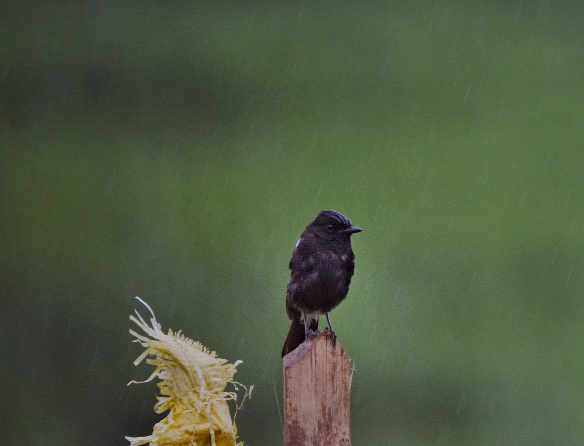 Pied Bushchat - ML620675554