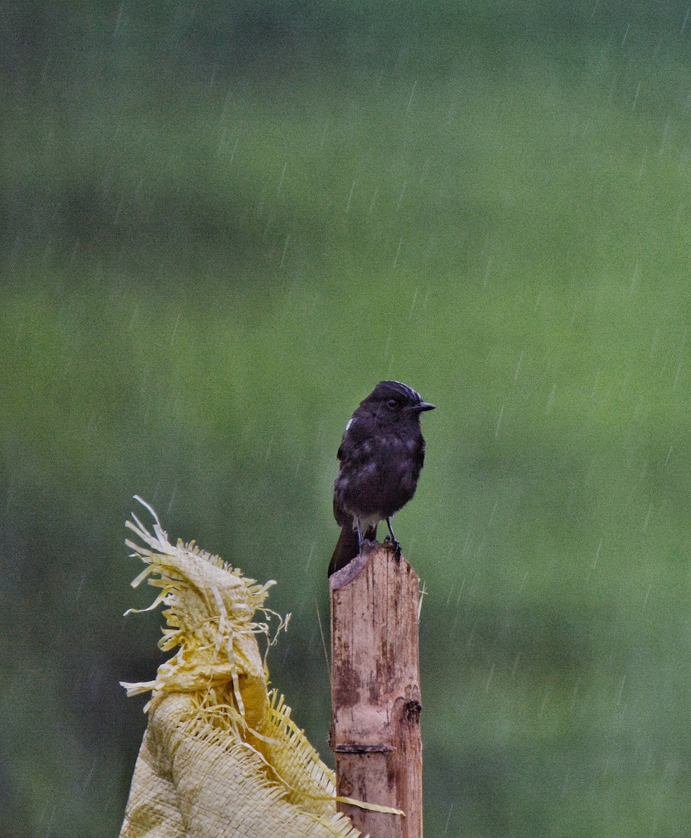 Pied Bushchat - ML620675558