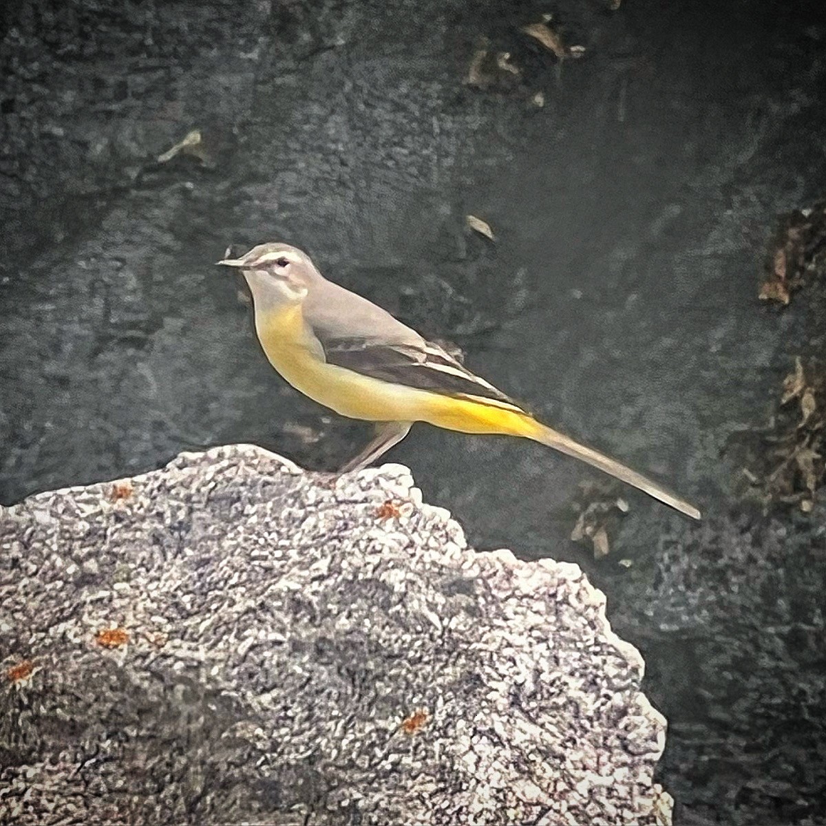 Gray Wagtail - ML620675559