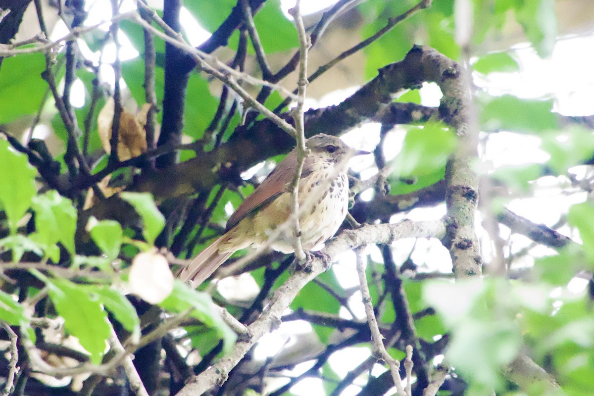 Spotted Morning-Thrush - ML620675560