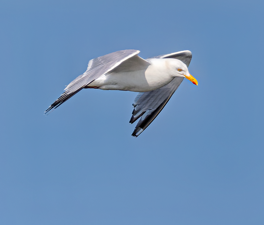 Herring Gull - ML620675565