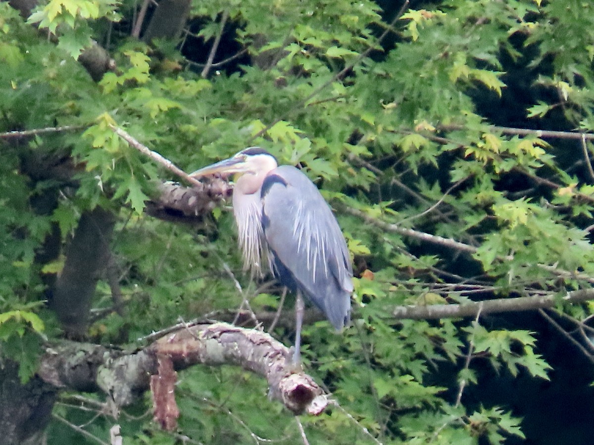 Great Blue Heron - ML620675569