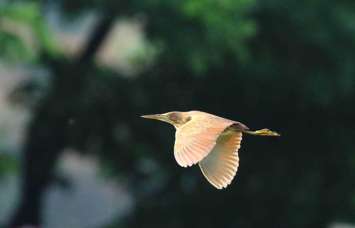 Cinnamon Bittern - ML620675571