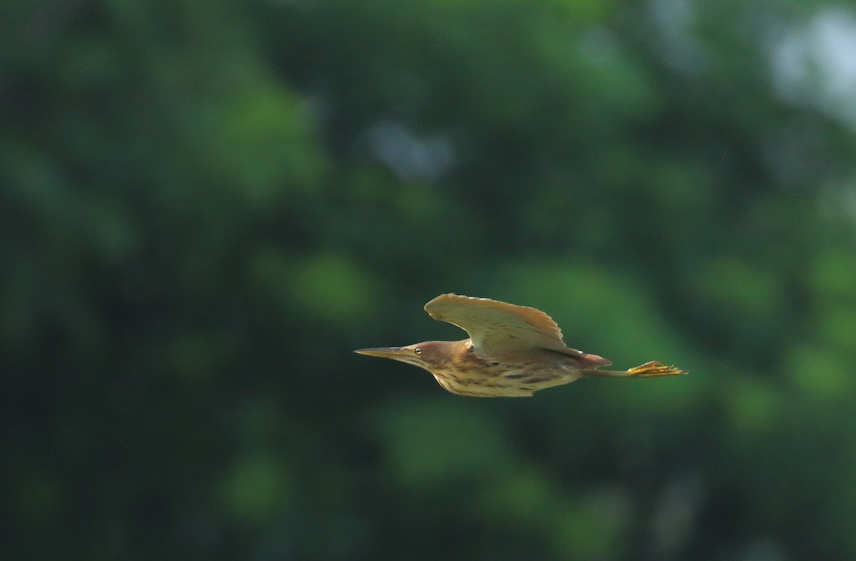 Cinnamon Bittern - ML620675572