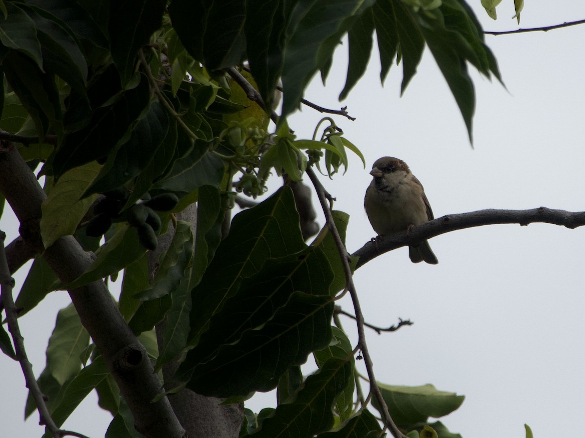 House Sparrow - ML620675574