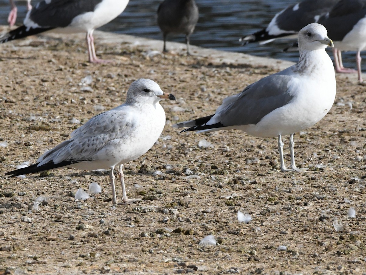 Ring-billed Gull - ML620675577