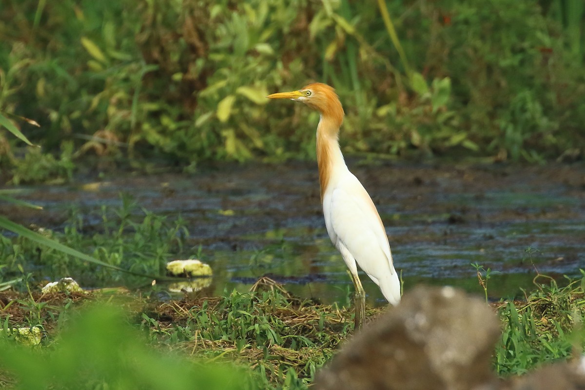 Eastern Cattle Egret - ML620675579