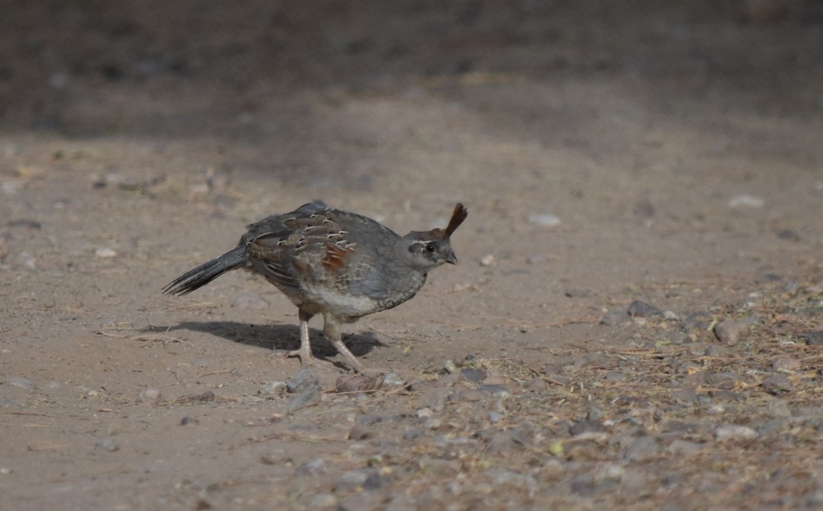 Gambel's Quail - ML620675587