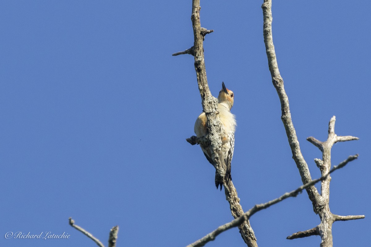 Red-bellied Woodpecker - ML620675596