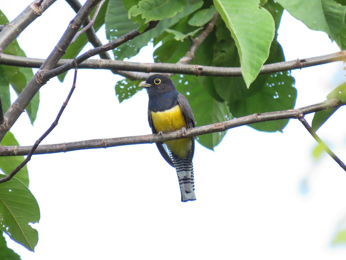 trogon podvazkový - ML620675602