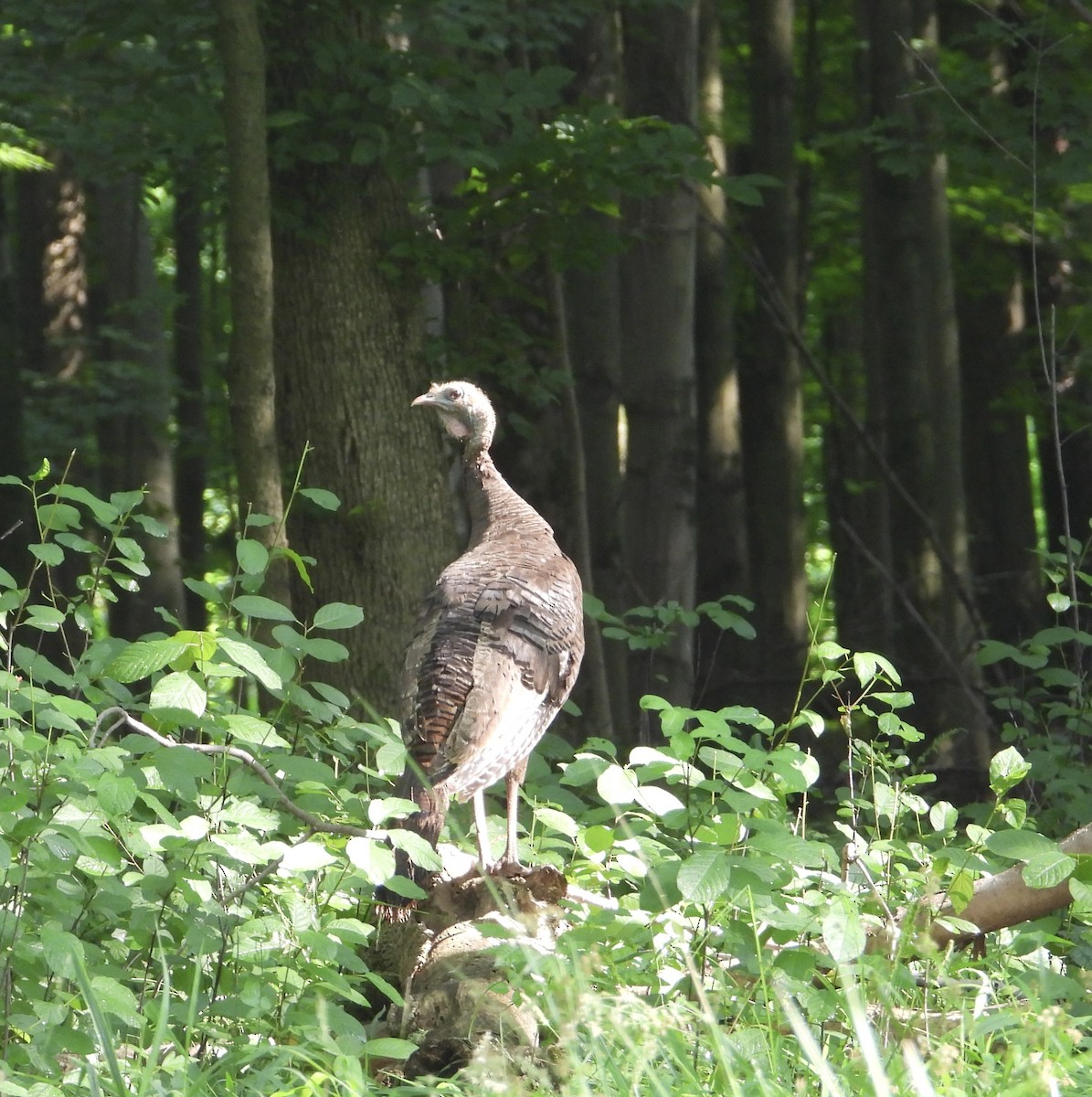 Wild Turkey - ML620675604