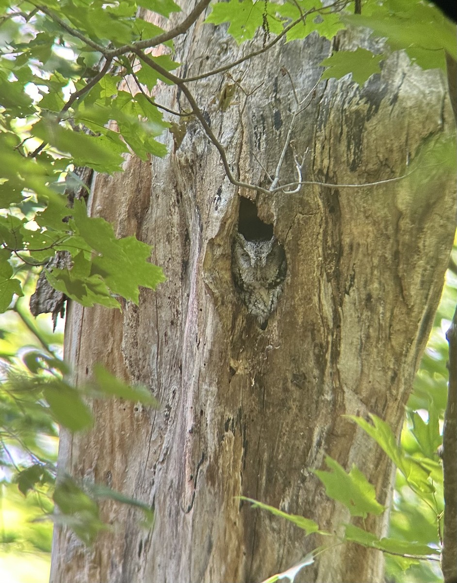 Eastern Screech-Owl (Northern) - ML620675605