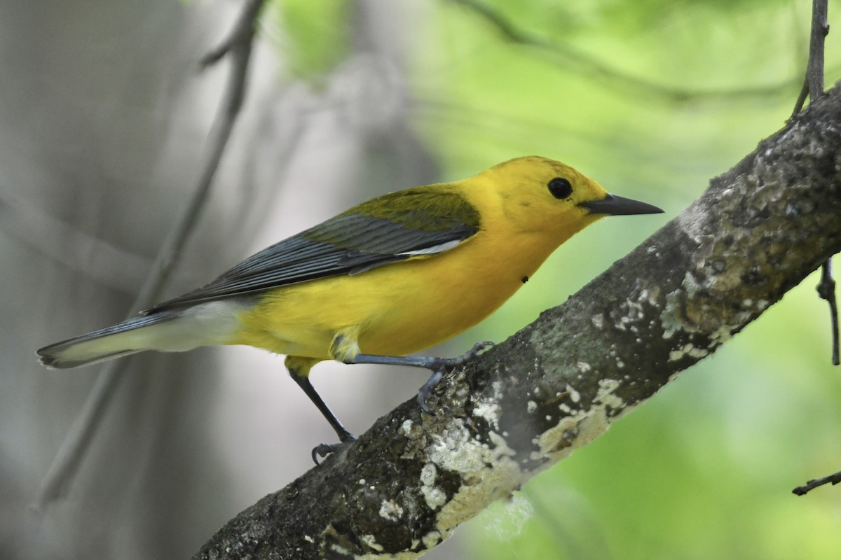 Prothonotary Warbler - ML620675618