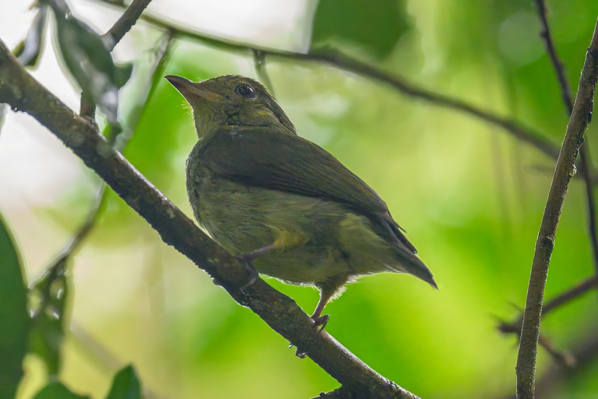 Red-capped Manakin - ML620675625