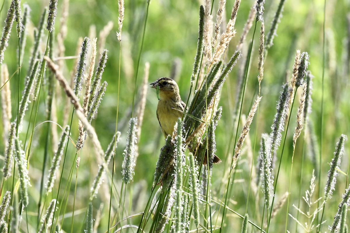 Bobolink - ML620675627